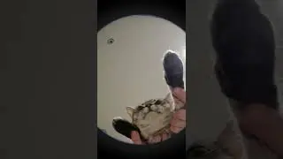 С кошкой всё ок 