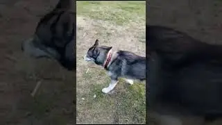 Ты кто, одетый зверь?