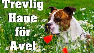 Trevlig  hane för avel !!!