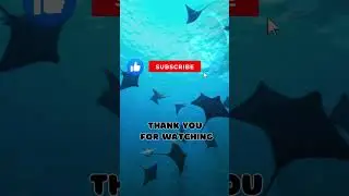 Top 10 Amazing Facts About Manta Rays for Kids! Educational Video #mantarays #seacreatures