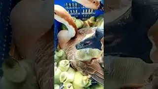 Duck #shorts #shortvideo #viralvideo #trending #funny #duck #voice #sound #video #ytshorts #yt