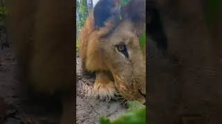 Lion LOVES Catnip