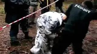РВПО *Рассвет*: Сдача на васильковый Берет