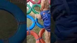 Simba enjoying his day out at farm land