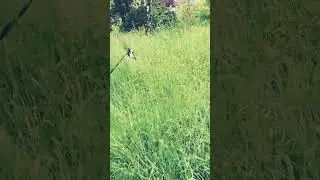 Shiba in the Jungle! 😆🐶🐕 Enjoys tall grass!