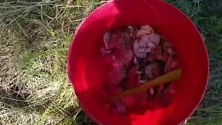 Харцызск,грибная рыбалка