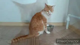 котоклип мяу мяу