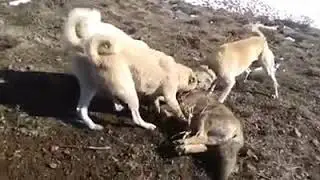 2018 Kurt boğan aslan kangallar