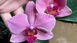 #7 Какая там серия?! 😁🙋‍♀️