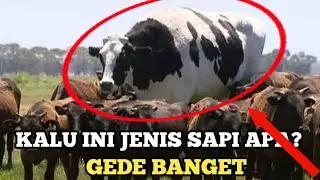 MACAM-MACAM JENIS SAPI DI INDONESIA