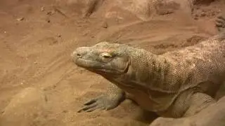 ANIMAL Komodo Dragon
