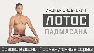 Промо | Лотос (падмасана). Сидерский.