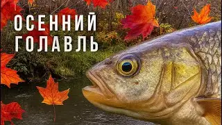 IT'S STILL BITTING❓ / CHUB FISHING IN AUTUMN 🍁