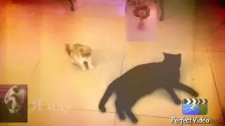 Кот на сцене !!😅