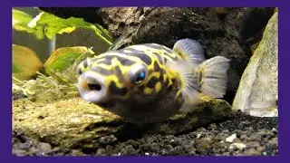 Live Feeding Figure 8 Puffer (Butterbean)