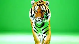 Tiger Green Screen | Tiger Video Effect [4k]