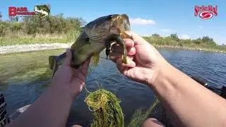 The Strike King Lure Company Rage Twin Tail Menace Grub