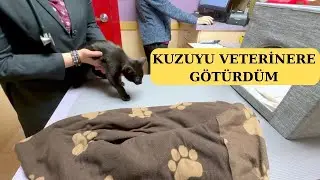 'KUZU' yu Veterinere Götürüyorum.Kara Panter Hasta.#chicago #veterinary