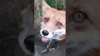 Лиса 🦊 Хроники раскопок