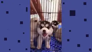 Пёсик говорит: Мяу!^^