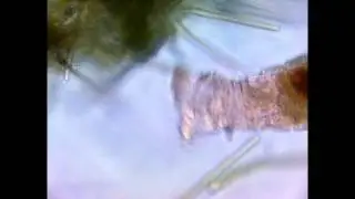 Страшниый Микроробот пилорама в капле воды с лужи