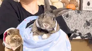 Funny Rabbit Goes Berserk! Halloween Chaos!🐰🎃😂