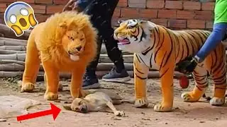 Assustando CACHORRO com TIGRE de pelucia 😱😆  Fake Tiger vs Real Dogs Prank Very Funny