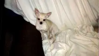 Chihuahua Climbs 90 Degree Angle
