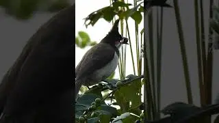 Red-whiskered Bulbul | Crested Bulbul | Pycnonotus jocosus