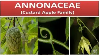 ANNONACEAE
