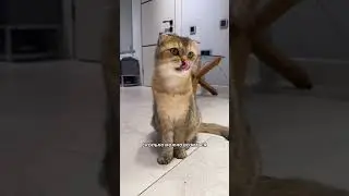 Не успел насладиться