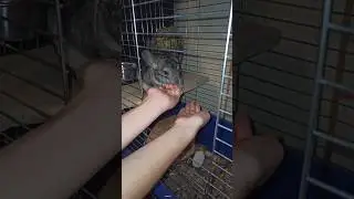 ІГРИ З ШИНШИЛОЮ🐭🇺🇦