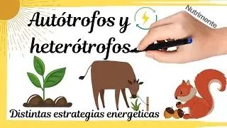 Heterotrophs and Autotrophs | Different energy strategies of living beings