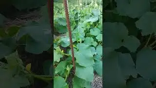Грубейшая ошибка при подвязке огурцов#Shorts#Не повторите моей ошибки.