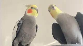 Birds dancing in sync