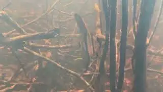Amazon Rainforest Day
