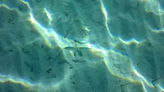 Many fishes in corsica