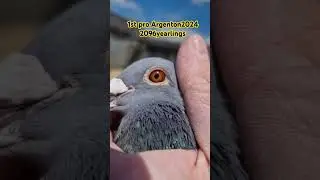 1st Argenton against 2096yerlings | Racing pigeons 2024 | #pigeon #viral #shorts