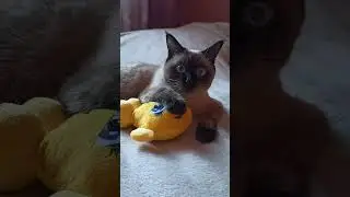 Хозяин в доме 😼 #коты#котики#шортс