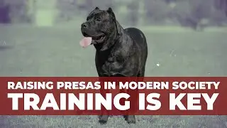 Raising the Most Controversial Dog Breeds (Presa Canario)