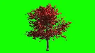 Maple Green Screen Effect | Chroma Key Animation Background in 4K