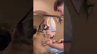 Fluffy frenchie?!