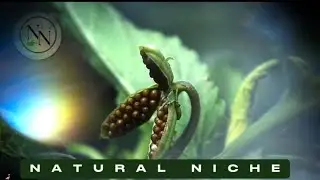 Nature's Waterworks: How Squirting Plants Thrive in the Wild 💦🌳