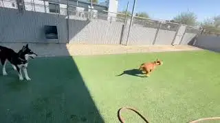 🐾🍯 ZOOMIN' WITH HONEY! 🍯🐾