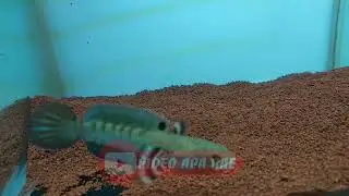 chana bocil #viral #video #videoshort #tiktok #hiburanrakyat #hiburanrakyat #status #ikanchana