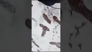 Вся инфо про Райта Залуповича:15 лет, Имя:денис,Рост:2 метра с добавкой.