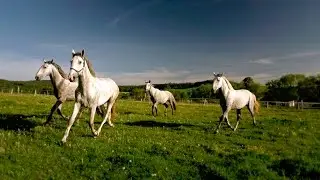 The Horses For a King