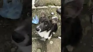 Naughty little puppy 