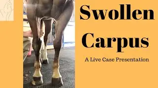 Equine Swollen Carpus- A Live Case Presentation