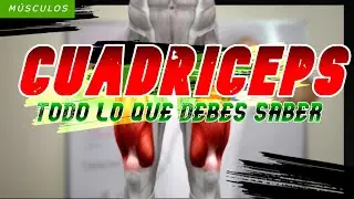 Guía completa de cuádriceps I La sentadilla no es el mejor ejercicio